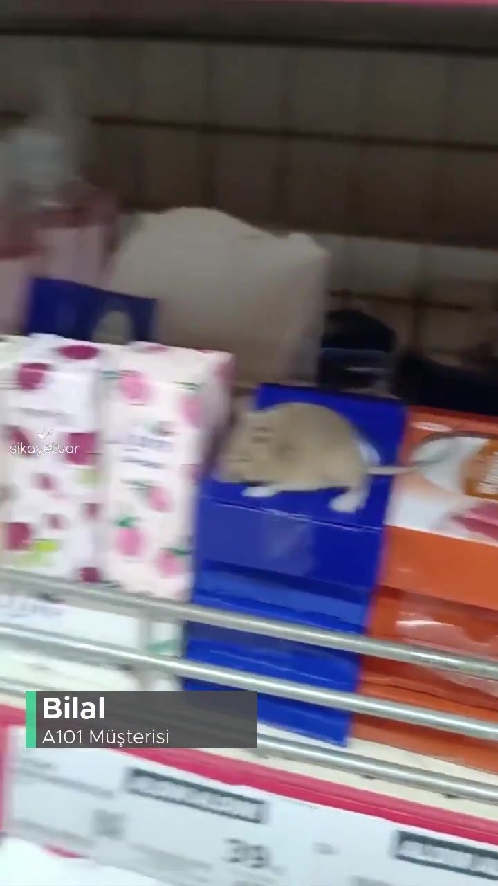 A101 Reyonda Fare Geziyor videonun kapak resmi