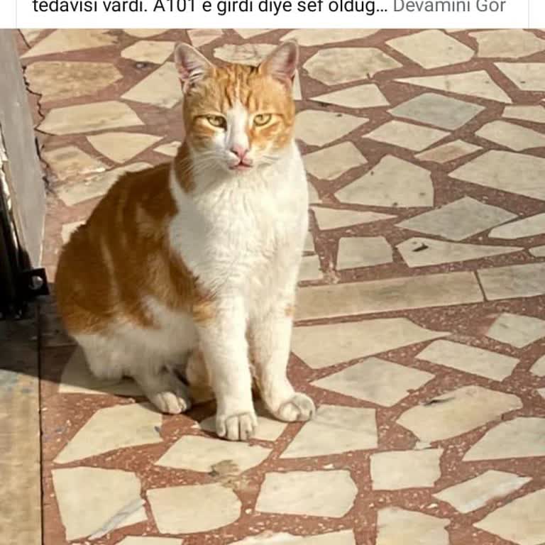 Sokak Hayvanlarına Yapılan Haksız Muamele