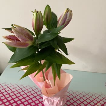 Çiçek Sepeti'nde Hayal Kırıklığı: Yanlış Ve Solmuş Siparişe Tepki