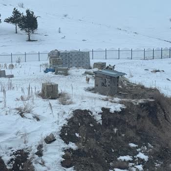 Erzurum'da Başıboş Köpek Tehlikesi!