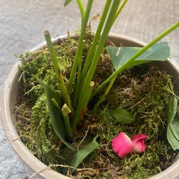 Solmuş Çiçeklerle Hayal Kırıklığı: Online Siparişte Beklenmeyen Deneyim