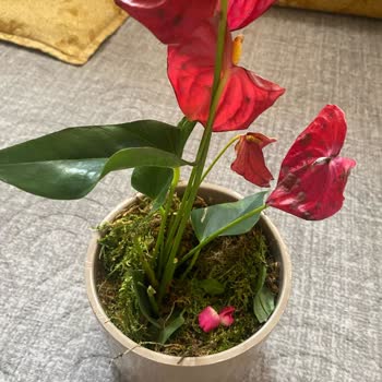 Solmuş Çiçeklerle Hayal Kırıklığı: Online Siparişte Beklenmeyen Deneyim