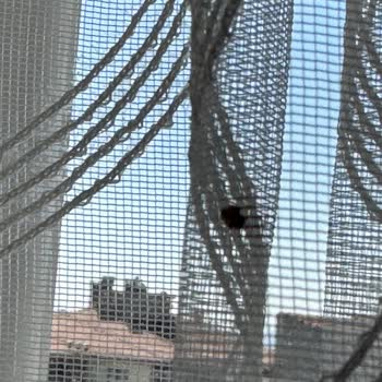 Tahta Kurusu Sorunu: Acil Çözüm Bekliyorum