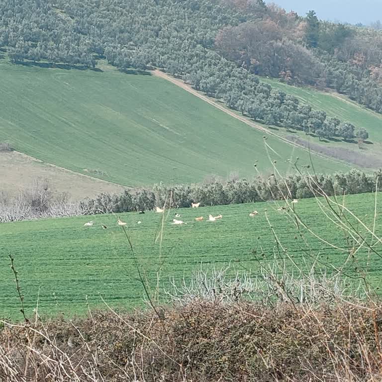 Sokak Köpekleri Mahallemizde Tehlike Yaratıyor