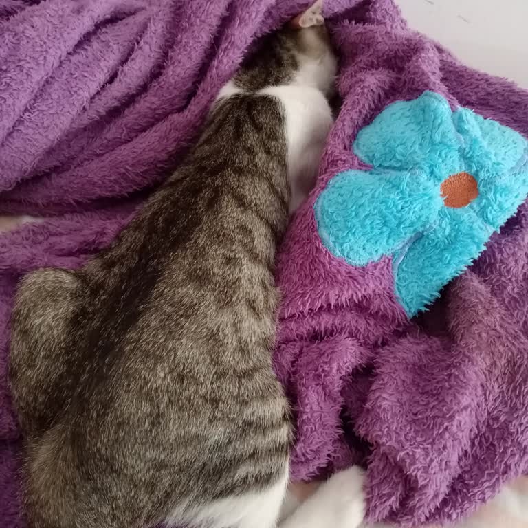 Çanakkale Belediyesi Kayıp Kedi Ve Sorumsuz Belediye Hizmeti