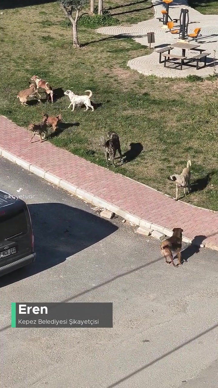 Kepez Belediyesi Başıboş Köpek Sorunu videonun kapak resmi