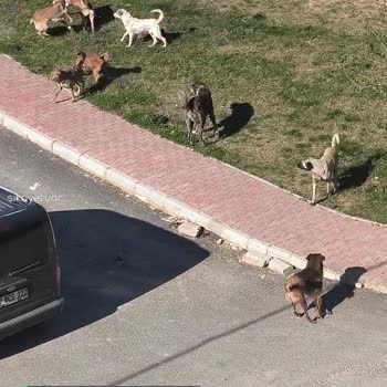 Kepez Belediyesi Başıboş Köpek Sorunu