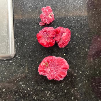 Harras Frambuazda Kurt Ve Yabancı Maddelerle Karşılaştım