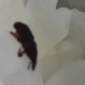 Anadolu Mutfağı'nda Böcek Şoku!