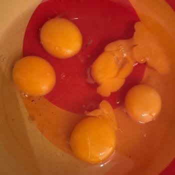 Organik Yumurtaların Bozuk Çıkması