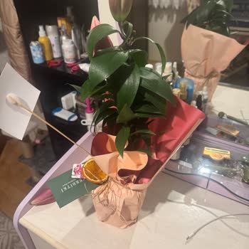 Lilyum Çiçeği Siparişimde Büyük Hayal Kırıklığı