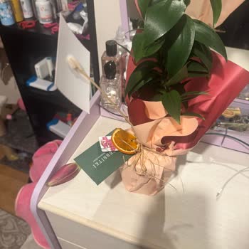 Lilyum Çiçeği Siparişimde Büyük Hayal Kırıklığı