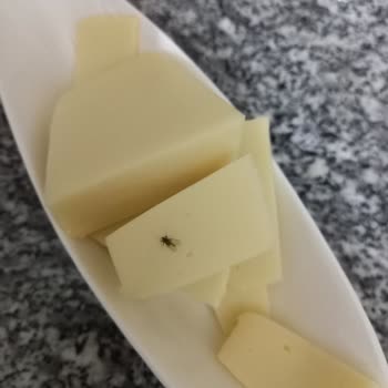 Sütaş Kaşar Peynirinde Hijyen Skandalı
