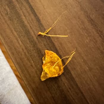 Lays Cips Paketinden Çıkan Gizemli Cisim Şoku