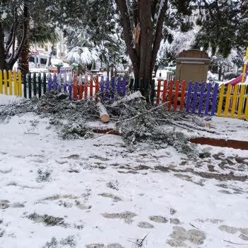 Parkta Ağaç Dalları Tehlike Saçıyor!