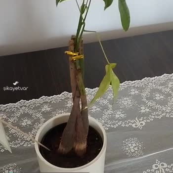Çiçek Sepeti Böyle Bir Ürün Olamaz!