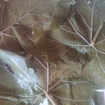 Aldığım Yapraklar Ve Tarhana Beklentilerimi Karşılamadı