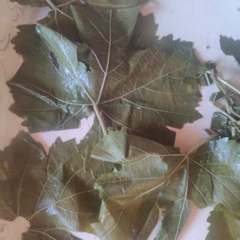 Aldığım Yapraklar Ve Tarhana Beklentilerimi Karşılamadı