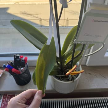 Çiçek Sepeti'nden Aldığım Orkide Hayal Kırıklığı Yarattı: Çorum'da Çiçek Almanın Pişmanlığı