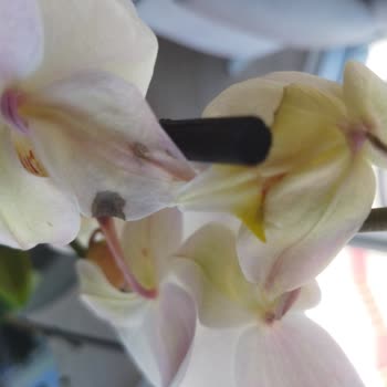 Çiçek Sepeti'nden Aldığım Orkide Hayal Kırıklığı Yarattı: Çorum'da Çiçek Almanın Pişmanlığı