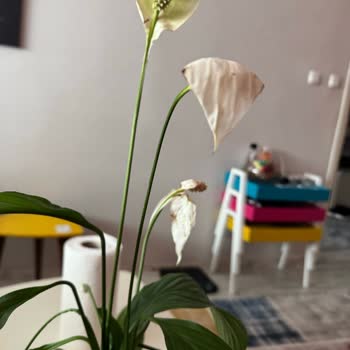 Kadınlar Günü İçin Gönderilen Çiçek Fiyaskosu