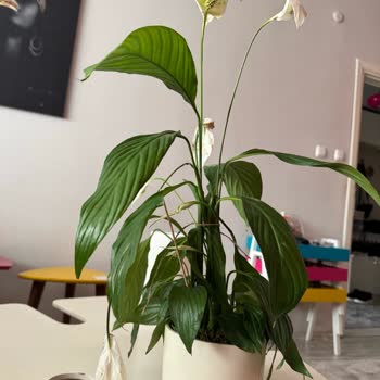 Kadınlar Günü İçin Gönderilen Çiçek Fiyaskosu