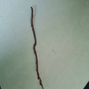 Tehlikeli Dudak Kalemi: İçinden Tel Çıktı!