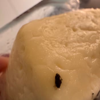 Carrefour Hellim Peynirinde Böcek Şoku!