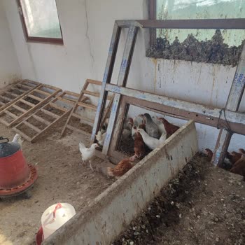 Ak Yarka Tavukçuluk Sipariş Edilen İle Gelen Ürünler Farklı