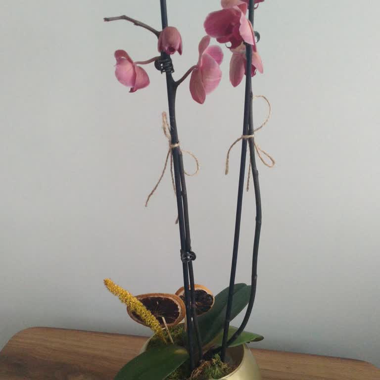 Çiçek Sepeti'nden Gelen Solmuş Orkideler Ve İade Sorunu