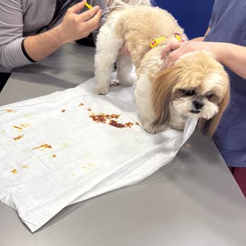 Doggo Güvenli Yürüyüşte İhmalkarlık: Can Dostum Tehlikede!