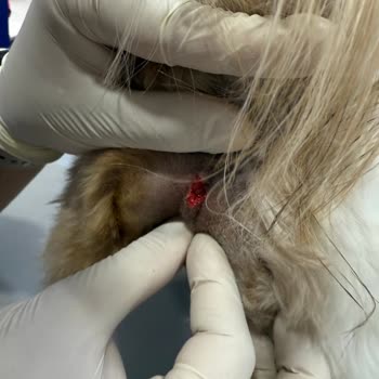 Doggo Güvenli Yürüyüşte İhmalkarlık: Can Dostum Tehlikede!