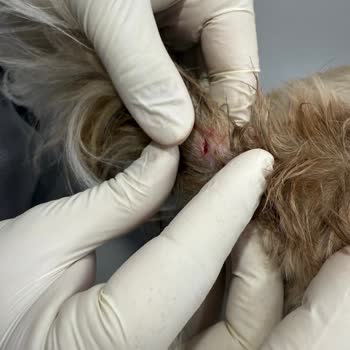 Doggo Güvenli Yürüyüşte İhmalkarlık: Can Dostum Tehlikede!