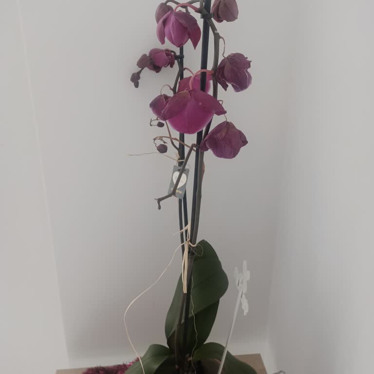 Yanlış Renk Orkide Ve Müşteri Hizmetleri Sorunu