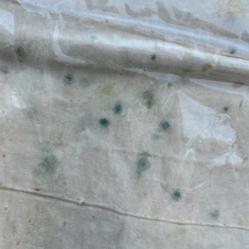 Küflü Lavaş Ve İlgisizlik