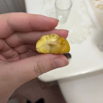 Kestane Kalitesi Ve Müşteri Memnuniyetsizliği