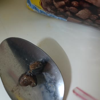 Üründen Çıkan Yabancı Cisimle Şok Ve Endişe