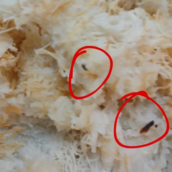 Markalı Kadayıf Ürününde Böcek Bulundu