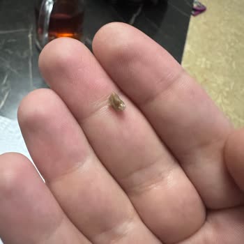 Baklavada Taş Şoku