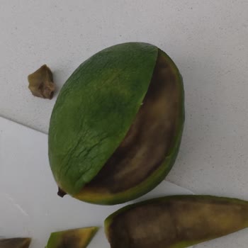 Migros'tan Aldığımız Mango Hayal Kırıklığı Yarattı