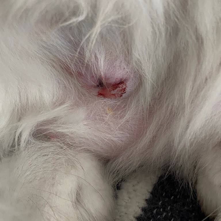 Veteriner Kliniğinde Yaşanan Büyük Hayal Kırıklığı