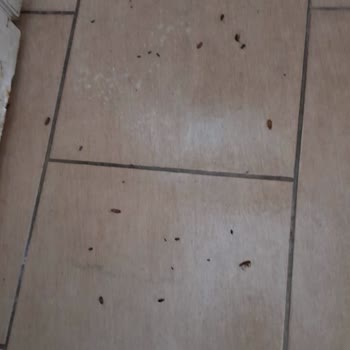 Arızalı Buzdolabı Ve Böcek Sorunu: Vestel'den Beklenmedik Sürpriz