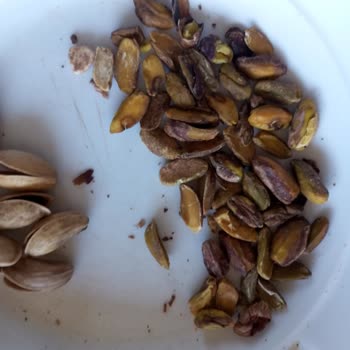 Amigo Antep Fıstıklarında Kalite Sorunu