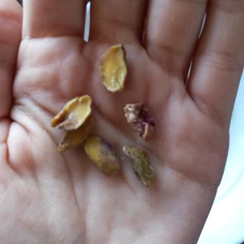 Amigo Antep Fıstıklarında Kalite Sorunu