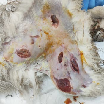 İzmit Belediyesi Başıboş Köpek Sorunu Ve Belediyenin İlgisizliği