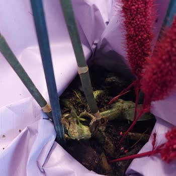 Çürük Çiçekler Ve İade Sorunları