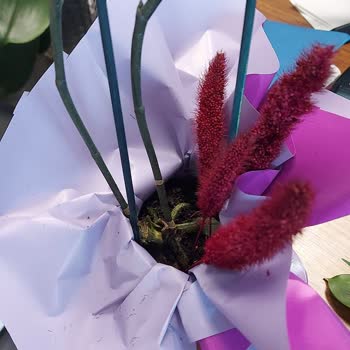 Çürük Çiçekler Ve İade Sorunları