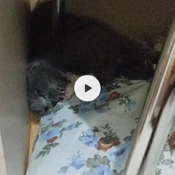 Veterinerin İhmali Kedimi Öldürüyordu!