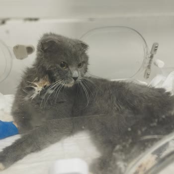 Veterinerin İhmali Kedimi Öldürüyordu!