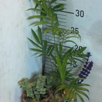 Çiçek Sepeti'nde Hayal Kırıklığı: Yanlış Ürün Ve İptal Sorunu